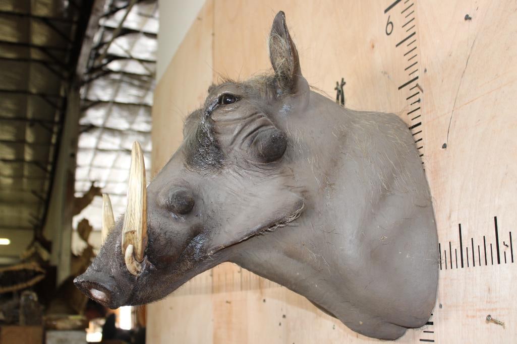 WARTHOG Shoulder Mount - 4