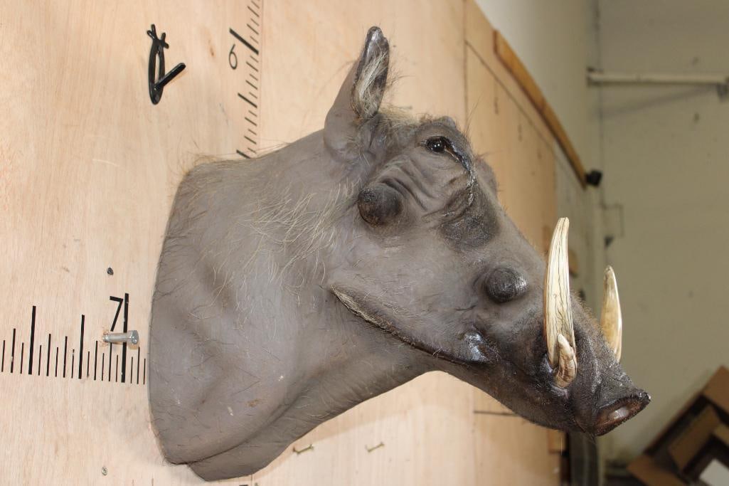 WARTHOG Shoulder Mount - 5