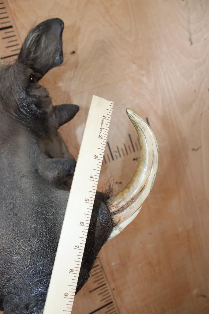 WARTHOG Shoulder Mount - 6