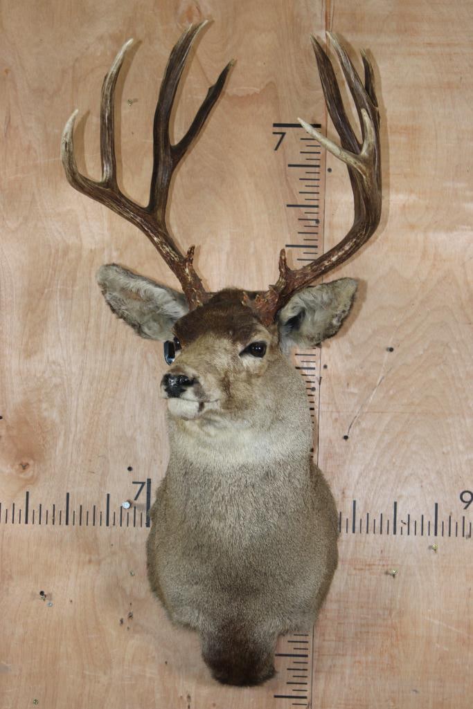 15-Point MULE DEER Shoulder Mount with a Tall Rack - 2