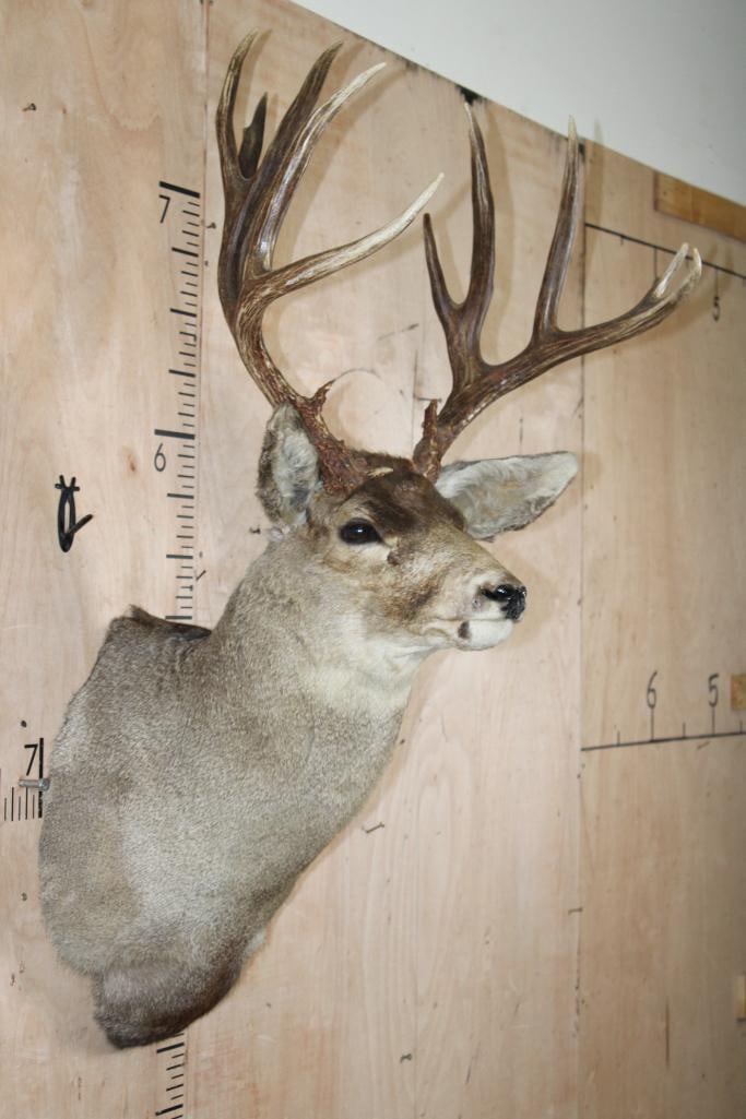 15-Point MULE DEER Shoulder Mount with a Tall Rack - 4