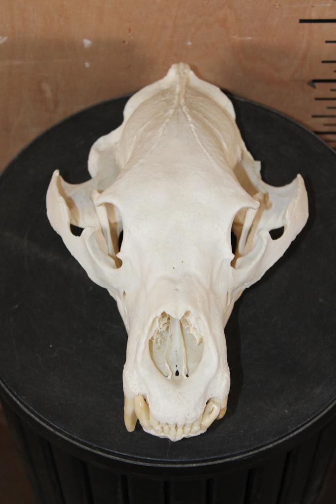 XL BLACKBEAR Skull: Nice XL BLACKBEAR Skull. It has All its Teeth and Intact Nasal Turbinates, measures 11.5" Long x 7.5" Wide. TAXIDERMY SKULLS 