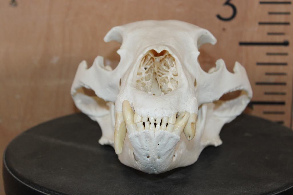 XL BLACKBEAR Skull - 2