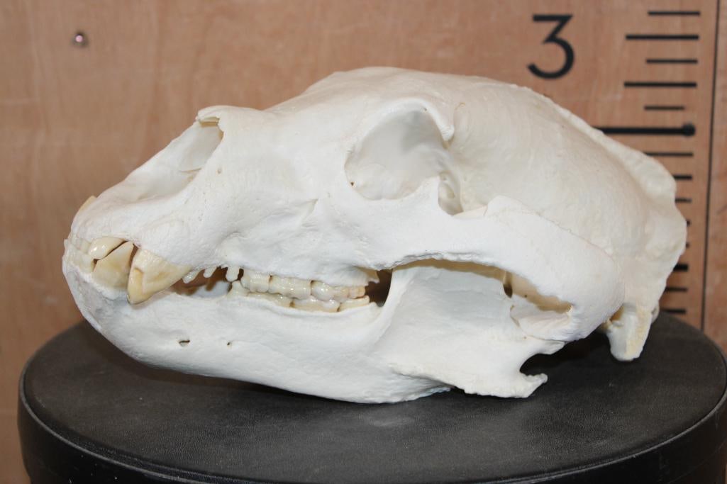 XL BLACKBEAR Skull - 3