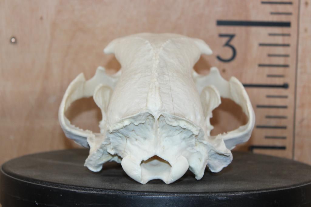 XL BLACKBEAR Skull - 5