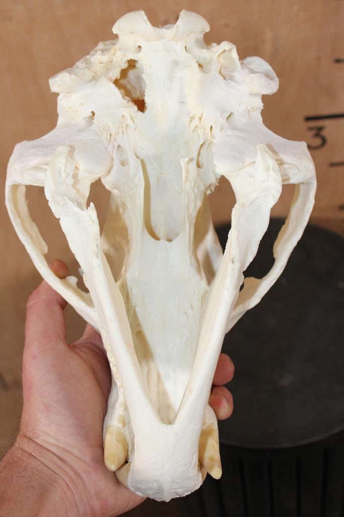 XL BLACKBEAR Skull - 6