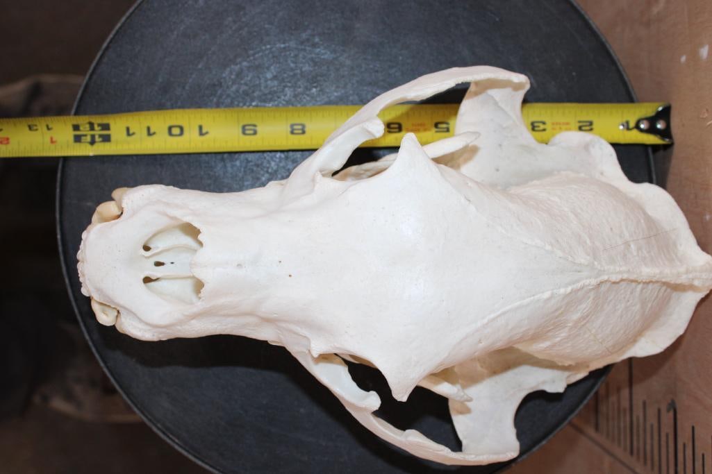 XL BLACKBEAR Skull - 7