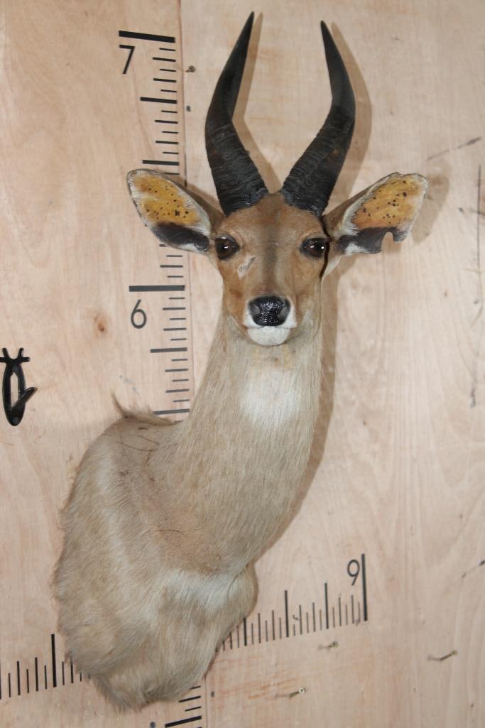 Big Heavy Horned BUSHBUCK Shoulder Mount: Big Heavy Horned BUSHBUCK Shoulder Mount. The Left Horn measures 14" Long and 6.5" around the Horn Base. The Right Horn measures 13.75" Long and 6 3/8" around the Horn Base. It has a minor rub on its