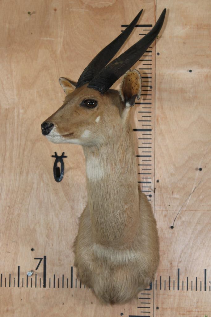 Big Heavy Horned BUSHBUCK Shoulder Mount - 2