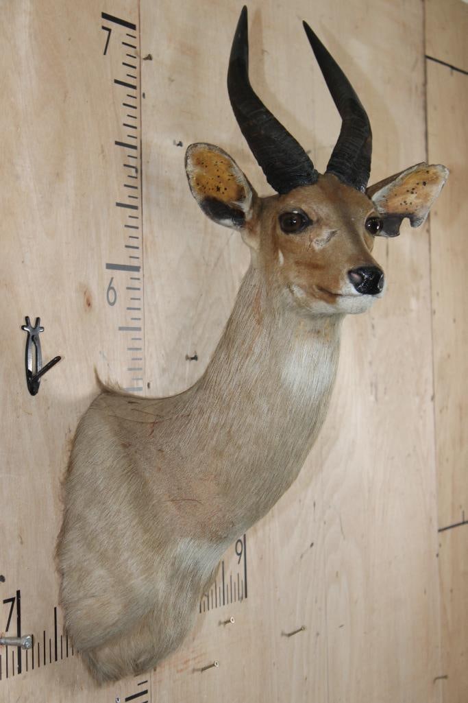 Big Heavy Horned BUSHBUCK Shoulder Mount - 4