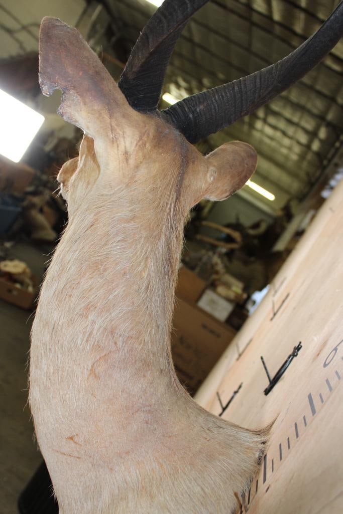 Big Heavy Horned BUSHBUCK Shoulder Mount - 5