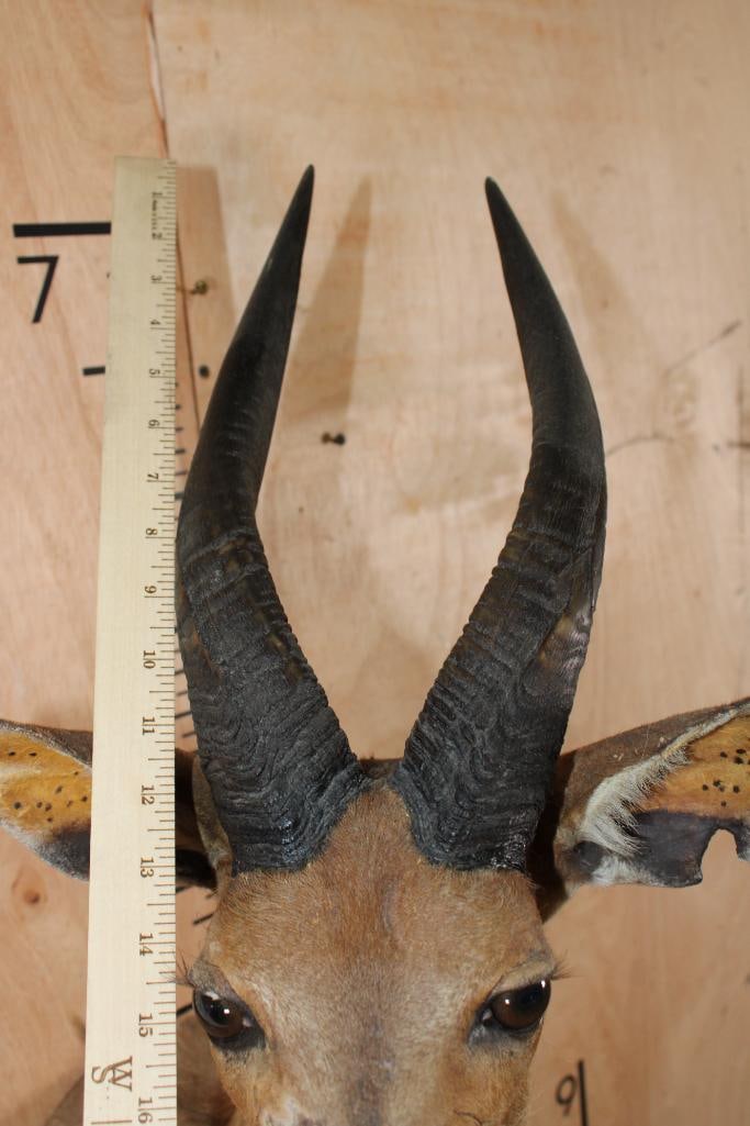 Big Heavy Horned BUSHBUCK Shoulder Mount - 6