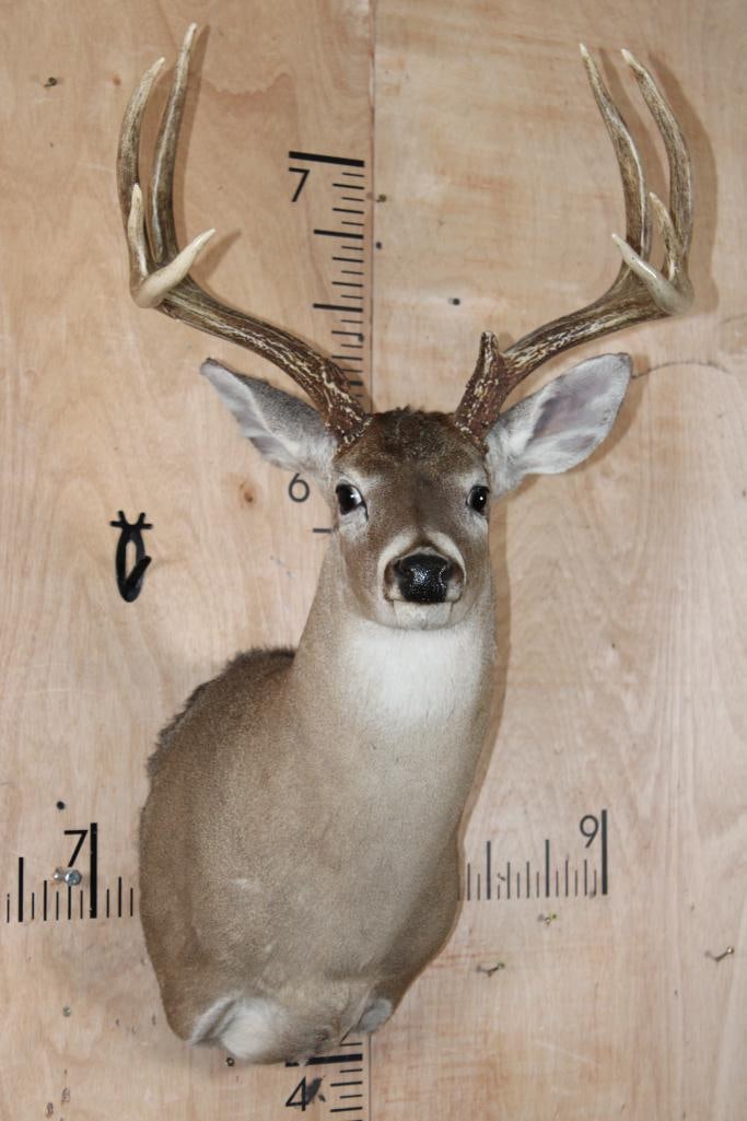 9-Point WHITETAIL DEER Shoulder Mount (1 of 6)