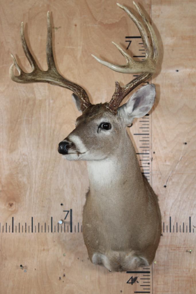 9-Point WHITETAIL DEER Shoulder Mount - 2