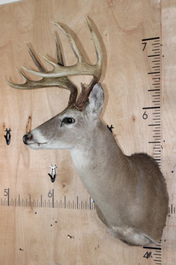 9-Point WHITETAIL DEER Shoulder Mount - 3