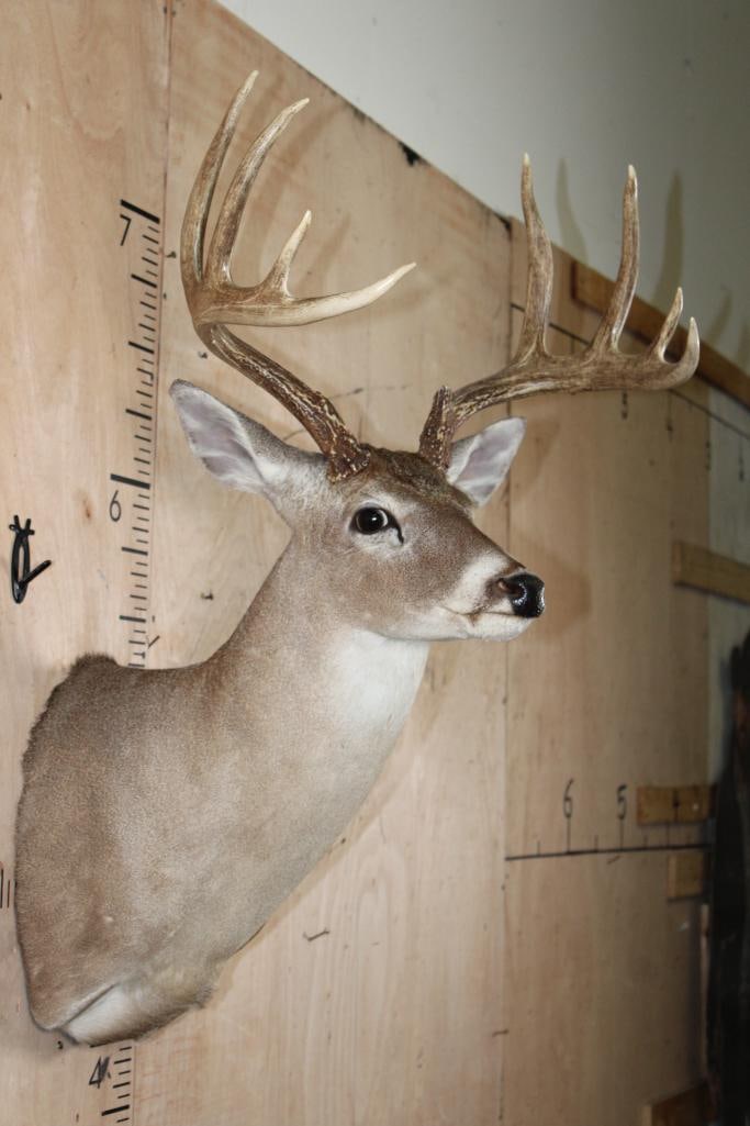 9-Point WHITETAIL DEER Shoulder Mount - 4