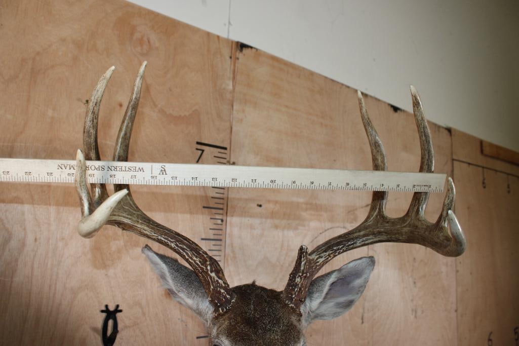 9-Point WHITETAIL DEER Shoulder Mount - 5