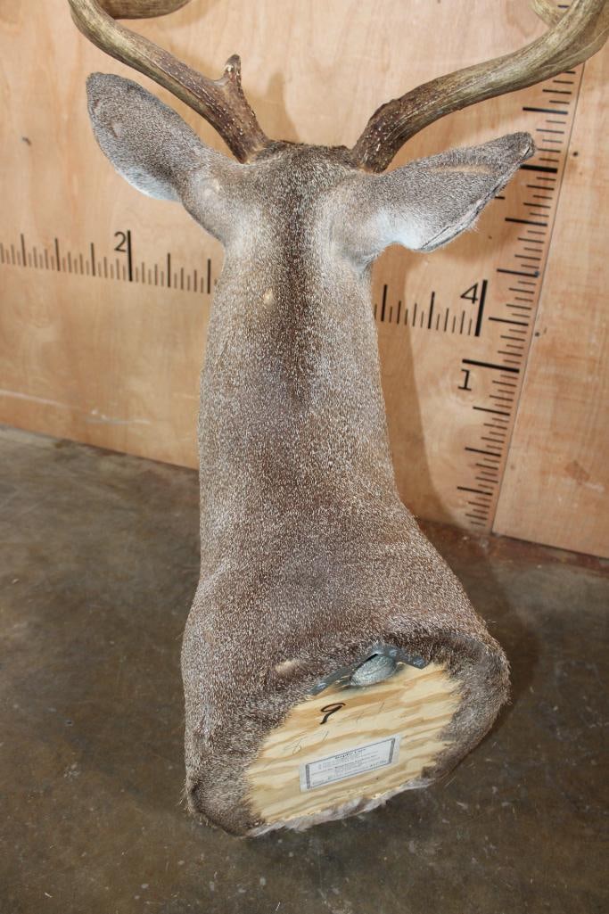 9-Point WHITETAIL DEER Shoulder Mount - 6