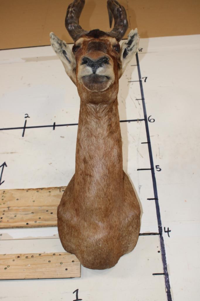 RED HARTEBEEST Shoulder Mount - 10