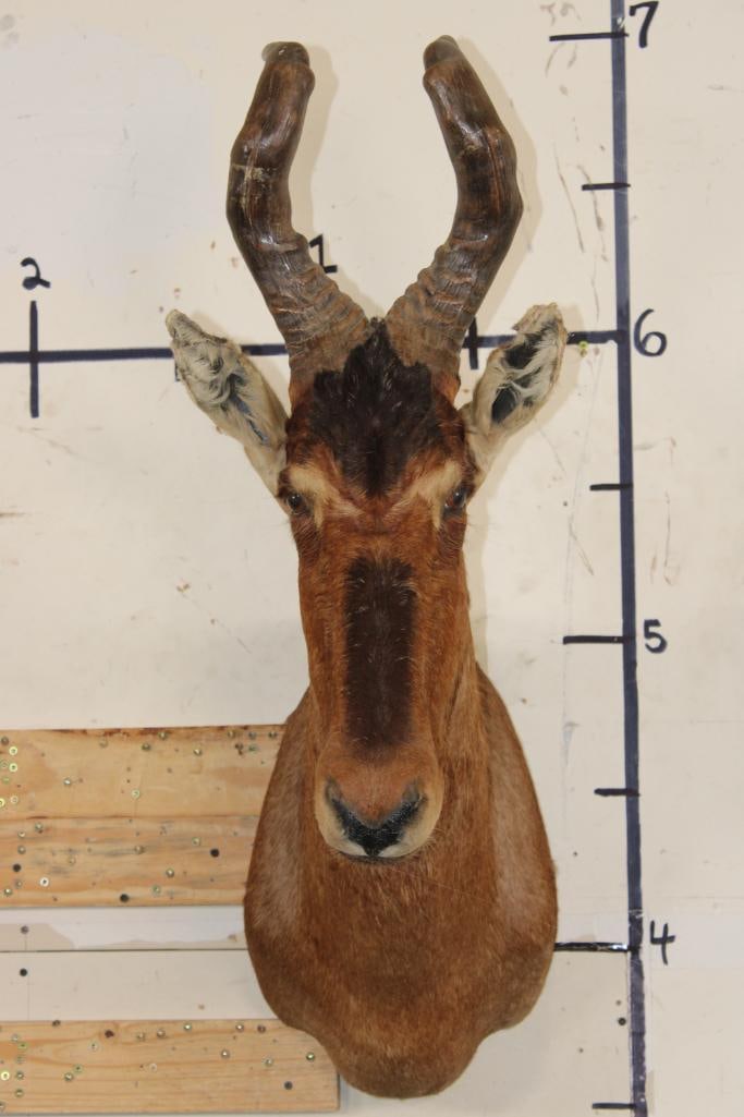 RED HARTEBEEST Shoulder Mount: RED HARTEBEEST Shoulder Mount. It has minor Left ear damage, but otherwise is in Good Condition. TAXIDERMY 