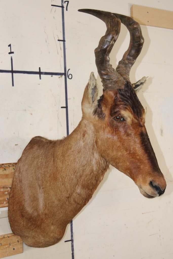 RED HARTEBEEST Shoulder Mount - 2