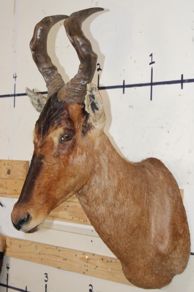 RED HARTEBEEST Shoulder Mount - 3