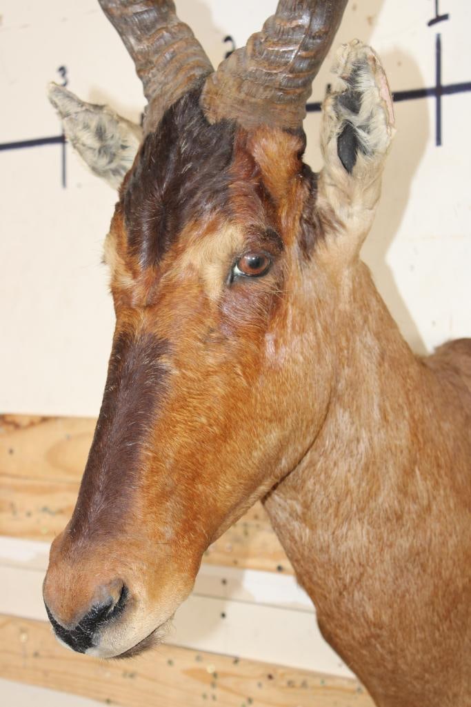 RED HARTEBEEST Shoulder Mount - 4