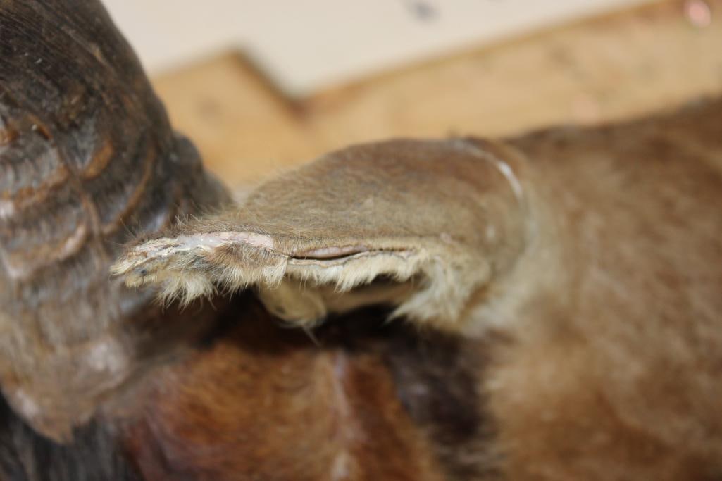 RED HARTEBEEST Shoulder Mount - 5