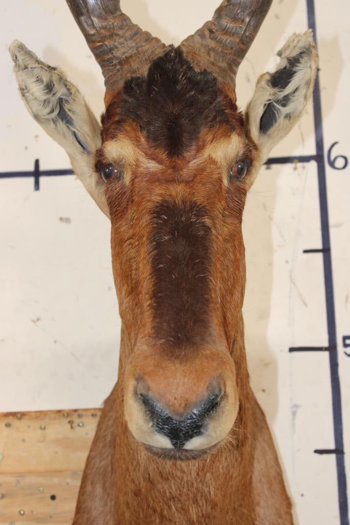 RED HARTEBEEST Shoulder Mount - 6