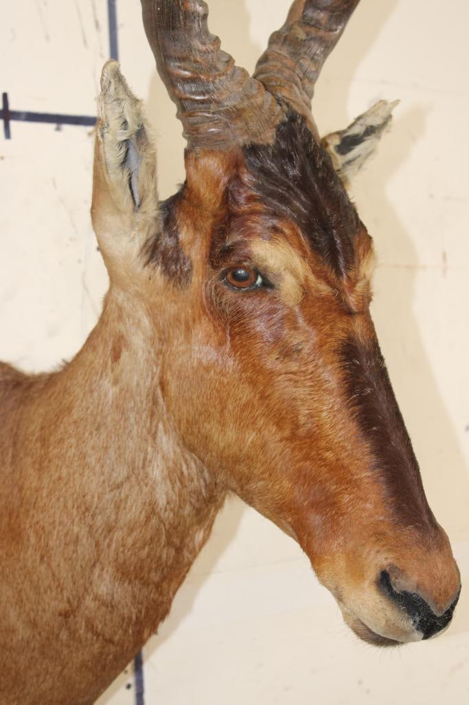 RED HARTEBEEST Shoulder Mount - 7