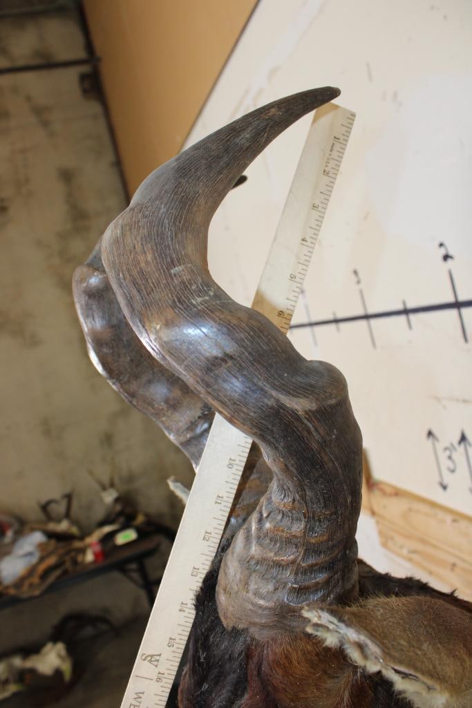 RED HARTEBEEST Shoulder Mount - 8