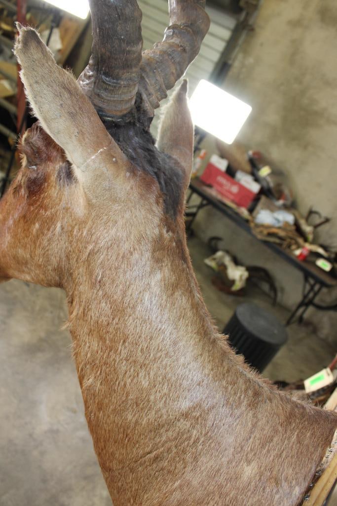 RED HARTEBEEST Shoulder Mount - 9