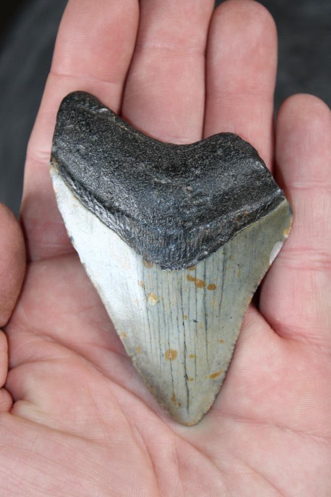 MEGALODON SHARK Tooth Fossil: MEGALODON SHARK Tooth Fossil. It measures 3.75" from the complete Top Corner to the Tip and the Total Weight is 1 oz. MEGALODON SHARK TEETH 