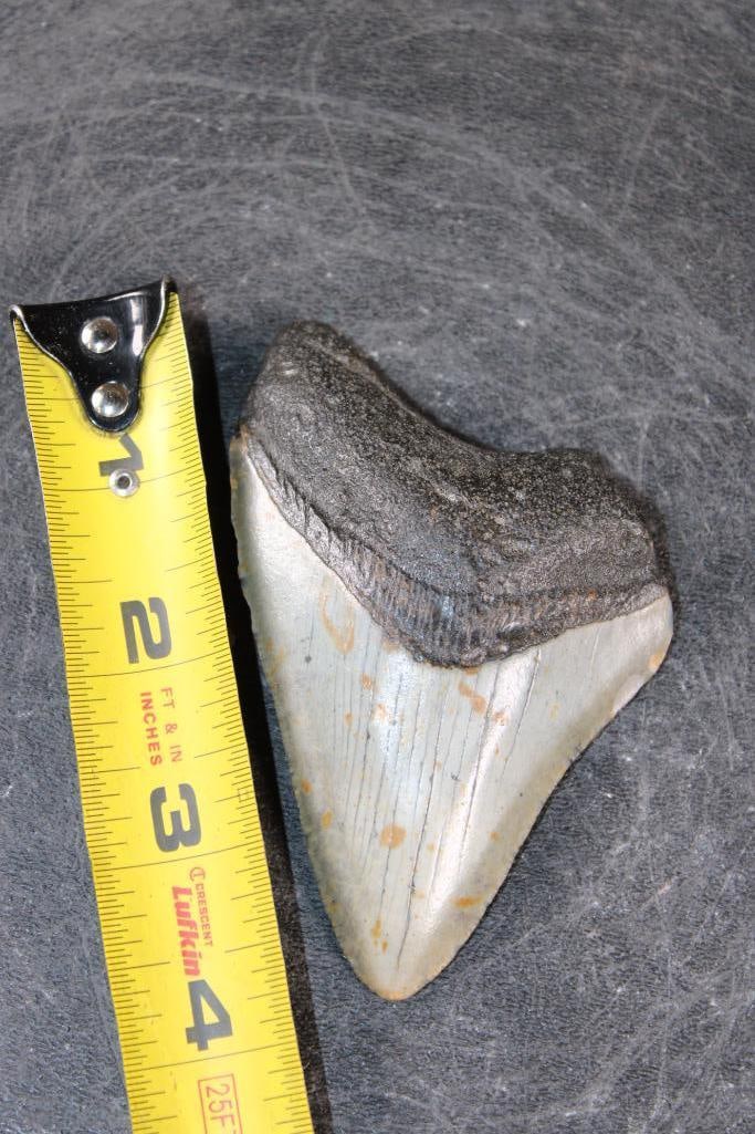 MEGALODON SHARK Tooth Fossil - 2