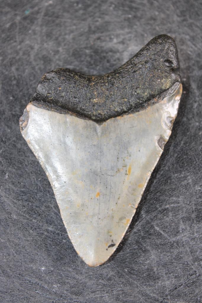 MEGALODON SHARK Tooth Fossil - 4