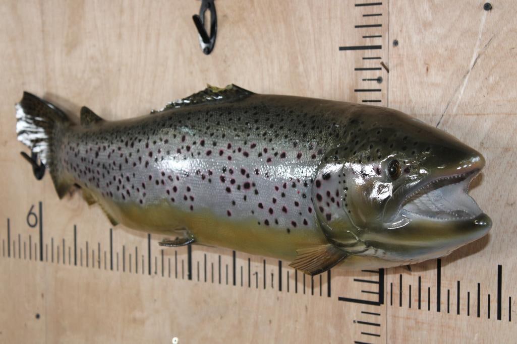 Reproduction BROWN TROUT Fish Mount - 2