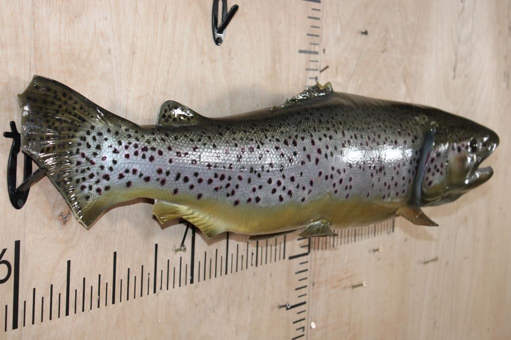 Reproduction BROWN TROUT Fish Mount - 3