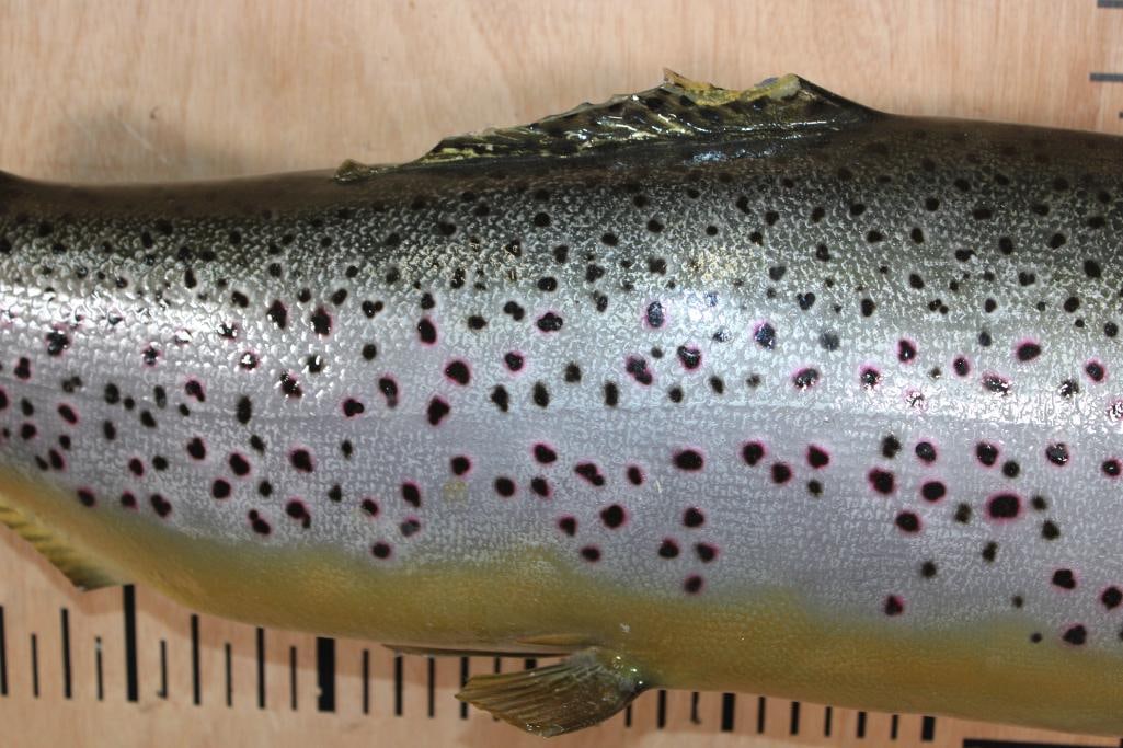 Reproduction BROWN TROUT Fish Mount - 5