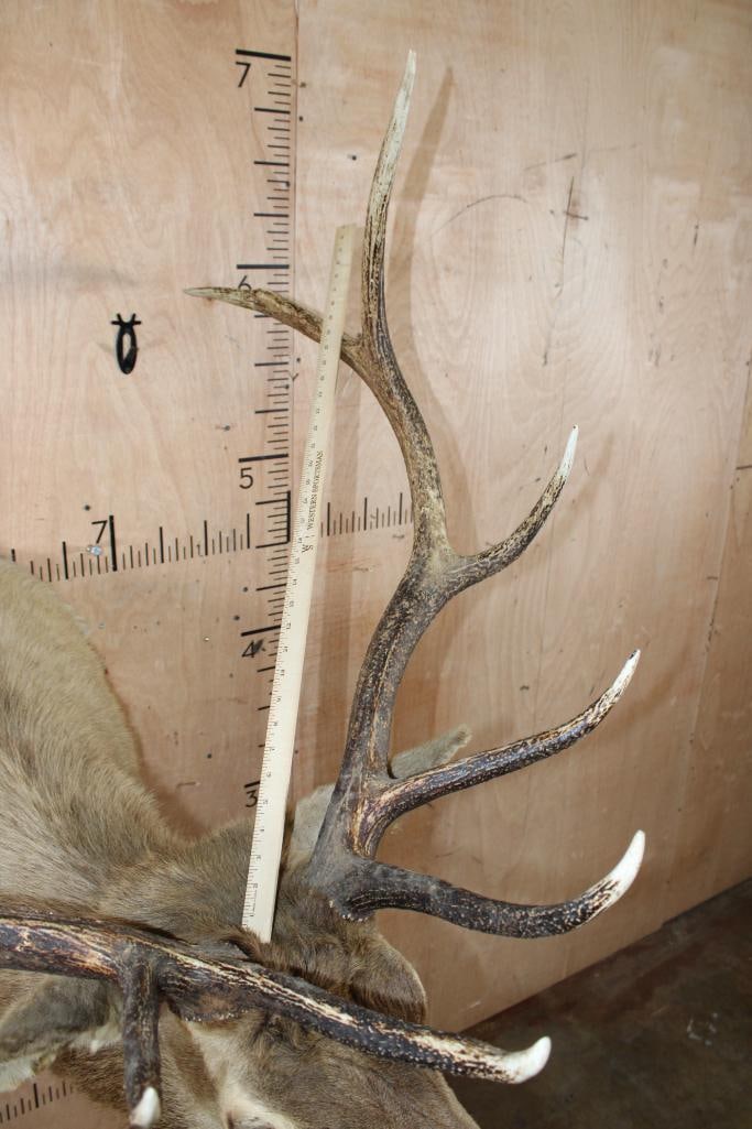 11-Point ELK Shoulder Mount - 10
