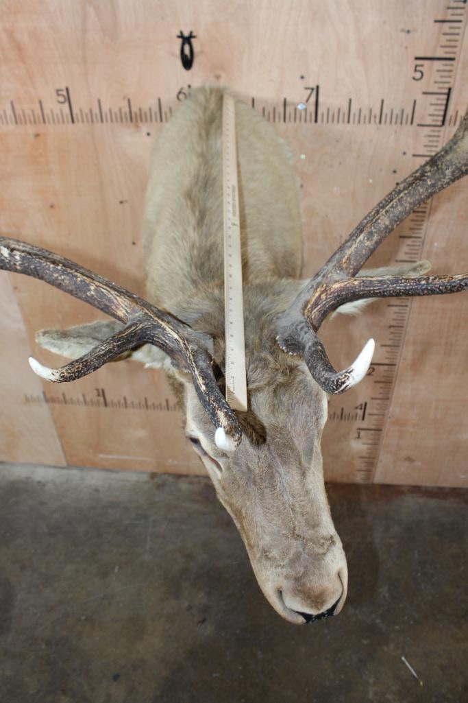 11-Point ELK Shoulder Mount - 11