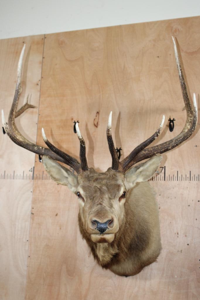 11-Point ELK Shoulder Mount (1 of 11)