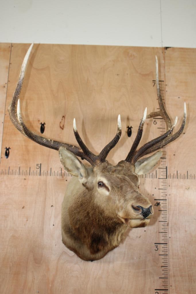 11-Point ELK Shoulder Mount - 2