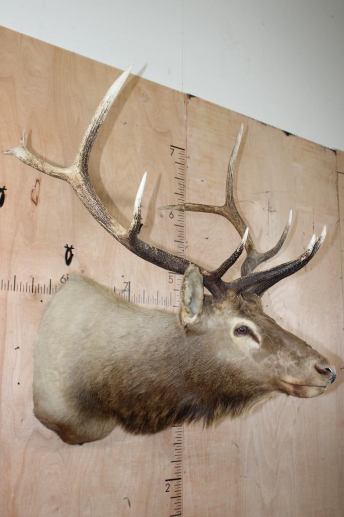 11-Point ELK Shoulder Mount - 3