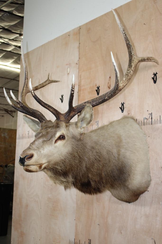 11-Point ELK Shoulder Mount - 4