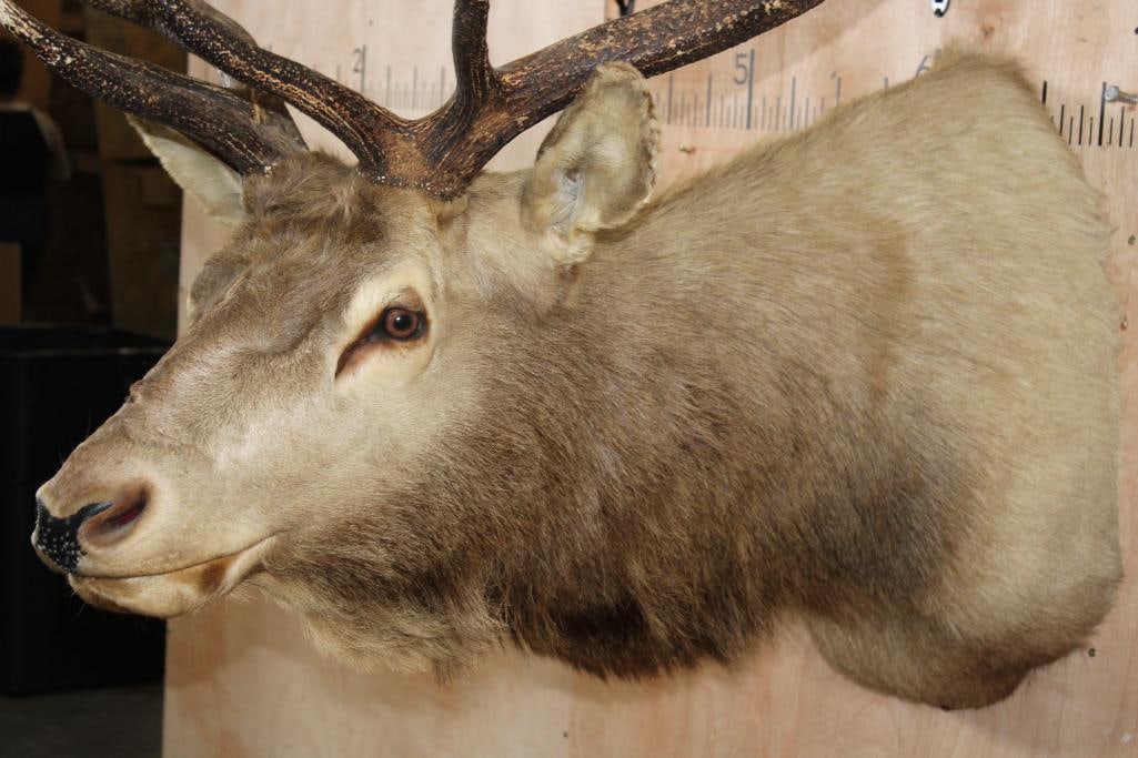11-Point ELK Shoulder Mount - 5