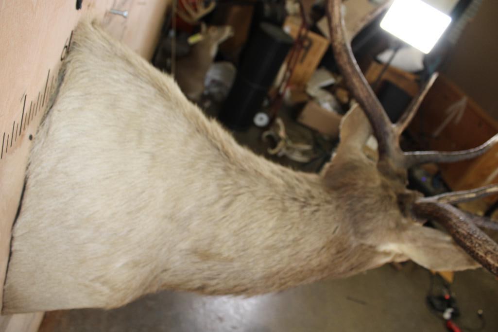 11-Point ELK Shoulder Mount - 7