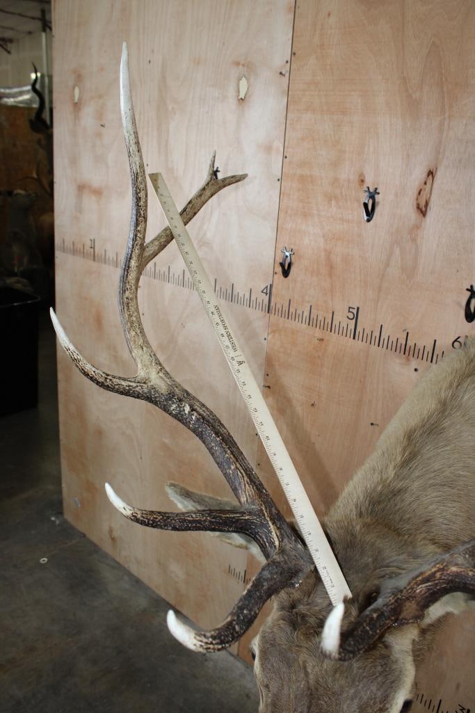 11-Point ELK Shoulder Mount - 9