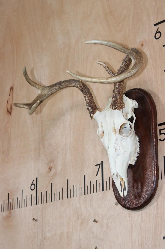 Small 7-Point WHITETAIL DEER Skull on a Wood Plaque - 2