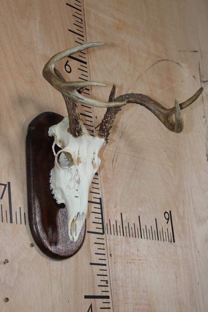 Small 7-Point WHITETAIL DEER Skull on a Wood Plaque - 3