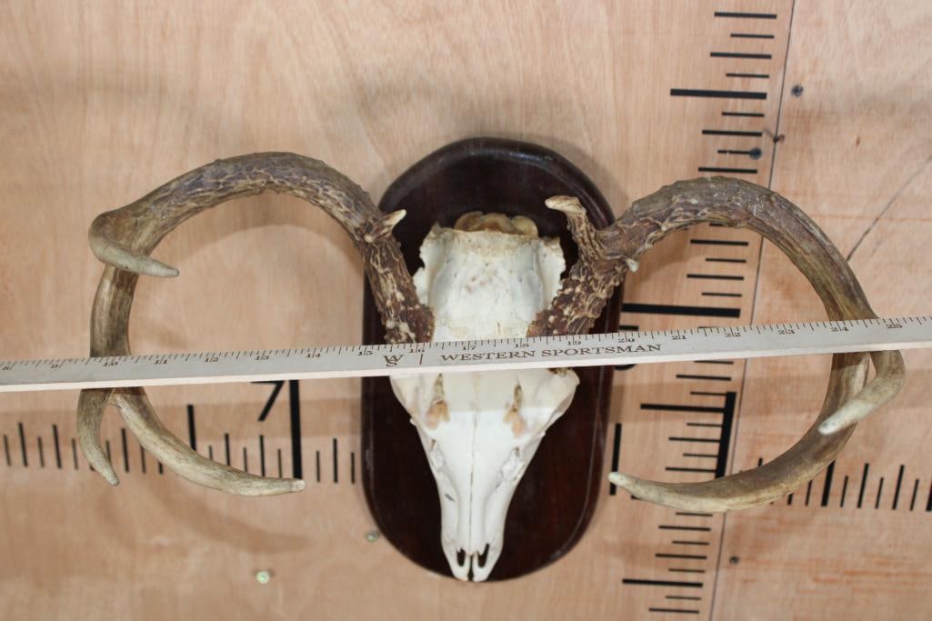 Small 7-Point WHITETAIL DEER Skull on a Wood Plaque - 7